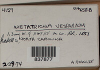 Metatrichia vesparium image